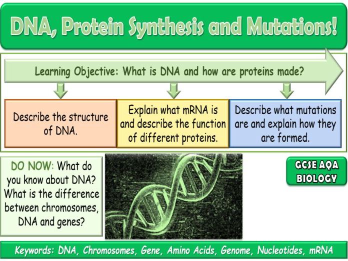 DNA and Protein Synthesis AQA GCSE (9-1) Biology