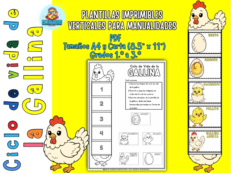Chicken Life Cycle Foldable Craft in Spanish | Science Worksheet & Sequencing Activity