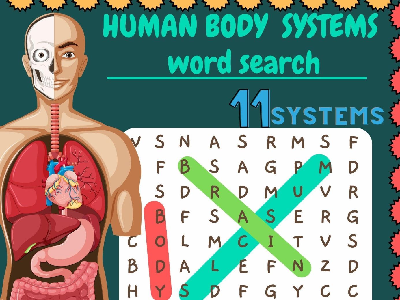 Human Body Bundle | 11 Systems | Facts and Word Search
