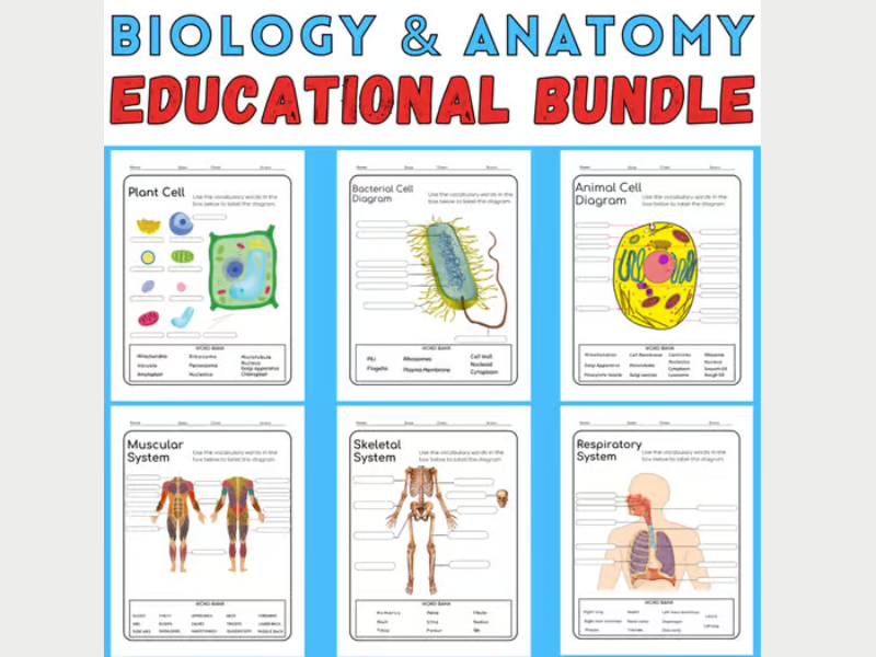 Embark on an enlightening exploration of the human digestive system with our "Digestive System Labeling Worksheet." This comprehensive educational resource offers a multifaceted approach to understanding the anatomy and functions of the digestive system, combining labeling, coloring, and a stimulating word search for an engaging learning experienc