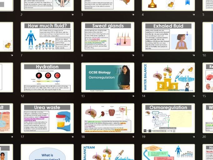 Osmoregulation engaging PowerPoint - adaptable