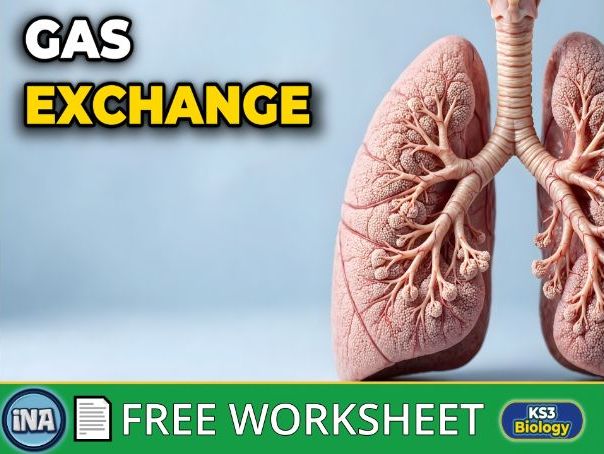 The Human Gas Exchange System and Breathing - FREE KS3 Biology Worksheet