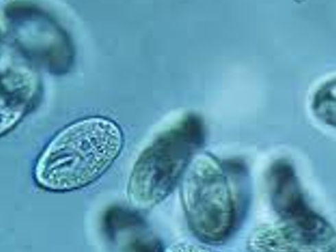 Pasteur v Koch