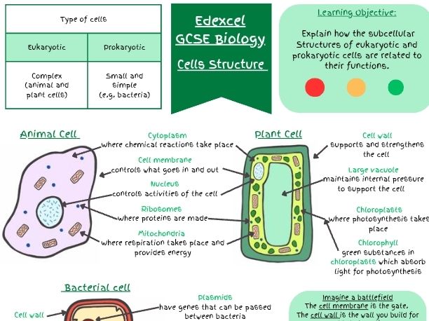GCSE Biology Cell Structure Revision Pack (Animal, Plant and Bacterial Cells +Questions and Answers)