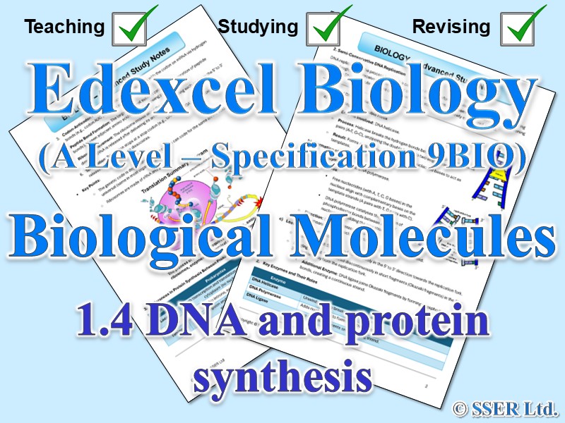 BIOA_EDX Topic Notes: 1.4 DNA and protein synthesis
