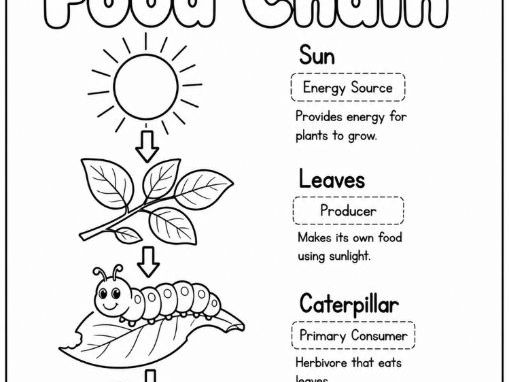 Food chain Colouring worksheet - sun to cat