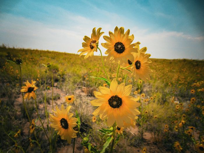 KS4 & KS5 Biology - Sunflower speciation: how do new species evolve?