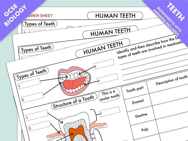 GCSE Biology:  Human Teeth Worksheet and Poster UPDATED