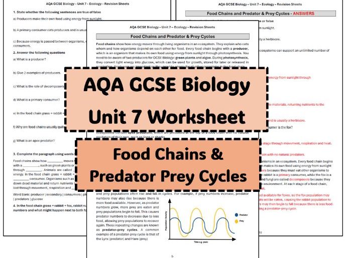 GCSE Worksheet Food Chains & Predator Prey Cycles