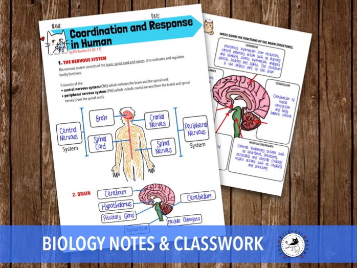 Nervous System: The Human Brain