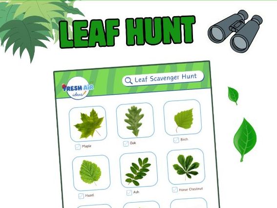 Tree Species Identification Activity: Leaf Scavenger Hunt