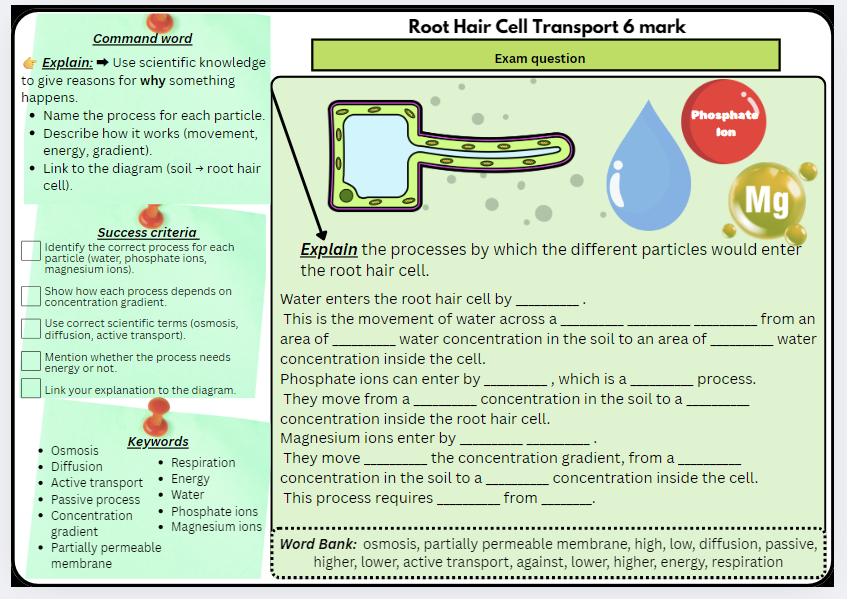 GCSE Biology Paper 1 – Cell Transport & Required Practicals Mini Bundle (Osmosis, Root Hair, Microscopy) | Scaffolded/Differentiated