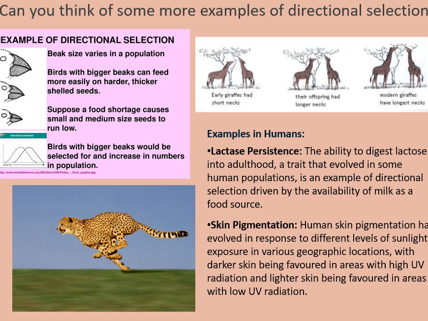 AQA A level Biology Topic 4. Genetic Diversity. Types of Selection (3.4.4)