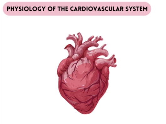 National 5 Health Sector Bundle | Cardiovascular System Booklet & PowerPoints & Assessment Booklet