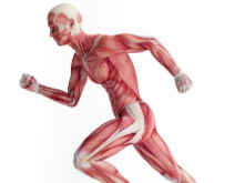 GCSE PE Unit 1 Revision - Treasure Hunt