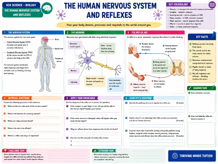 GCSE KS4 Science - Biology - Human Nervous System and Reflexes
