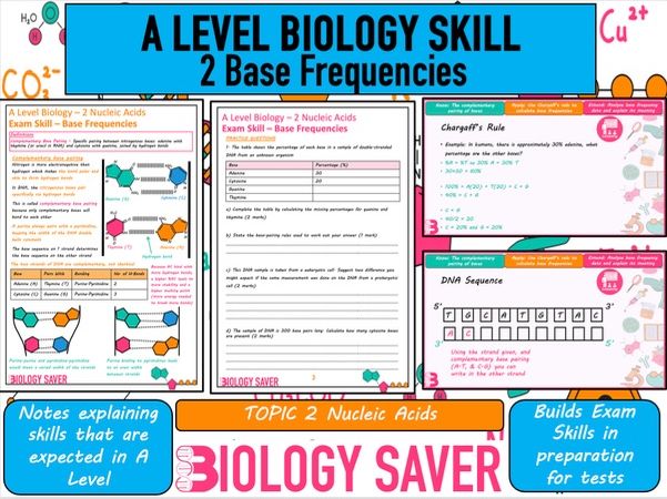 A Level Bio Skill - 2 Base Frequencies