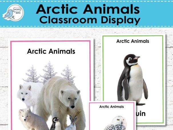 Arctic Animals Vocabulary Classroom Display | Real Photo Posters | 15 Pages | Flash Cards
