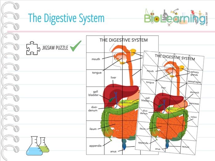 Digestive system Jigsaw puzzle (KS3/KS4) Teaching Resources