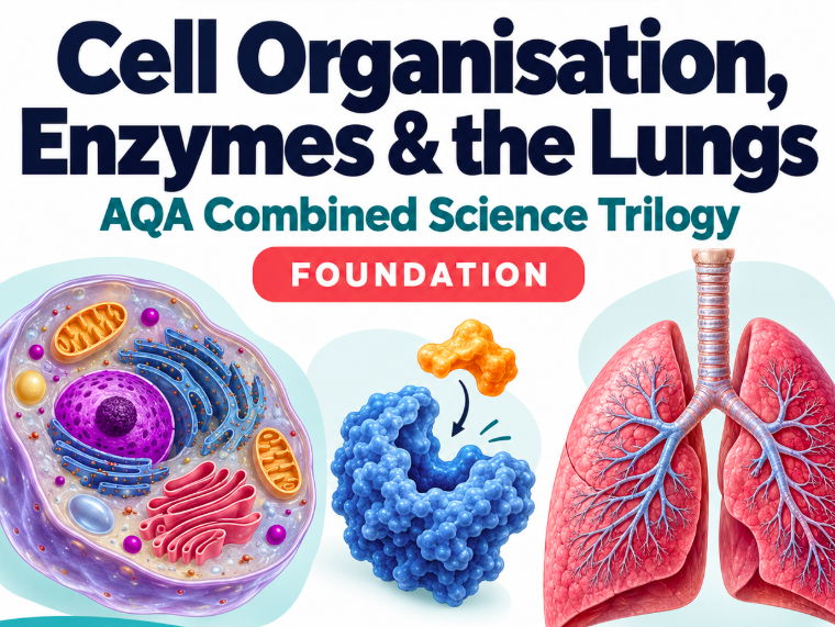 Cell Organisation, Enzymes & Lungs | AQA GCSE Combined Science Foundation Worksheet