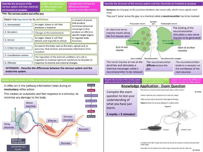 AQA Trilogy 4.5 L2 Nervous System&Reflex