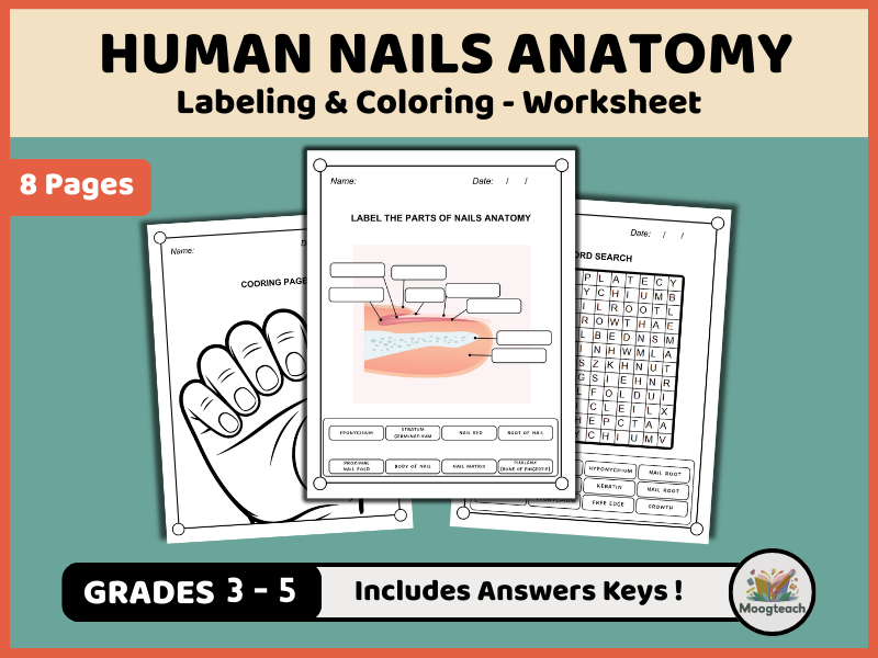 Nail Anatomy Worksheet Pack | Labeling, Coloring & Word Search (K-4 Human Body & Health PDF)
