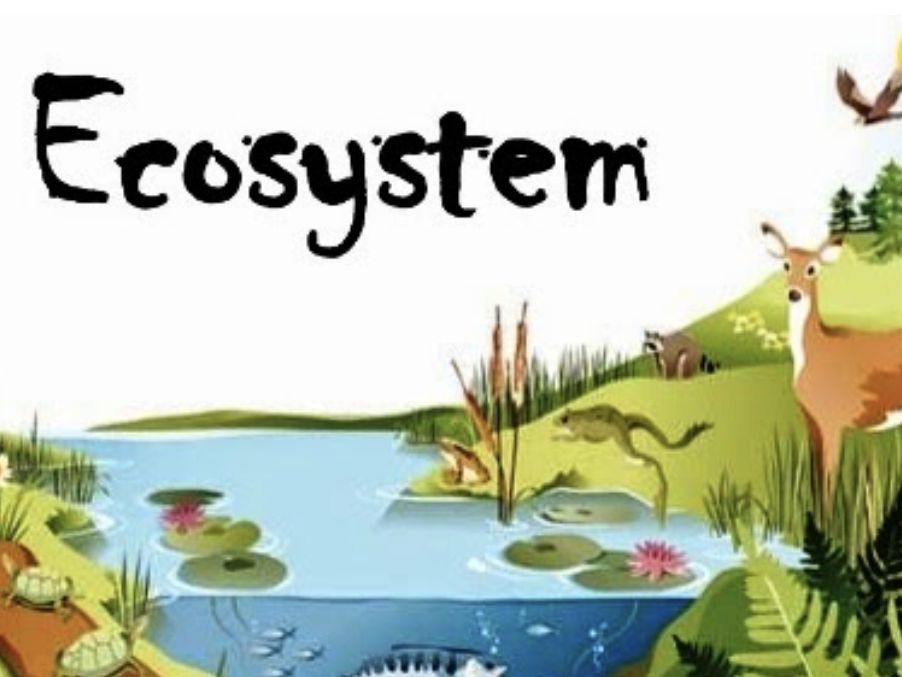 Y8 Ecosystems