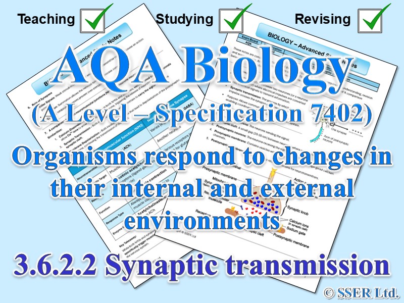 BIOA_AQA Topic Notes: 3.6.2.2 Synaptic transmission