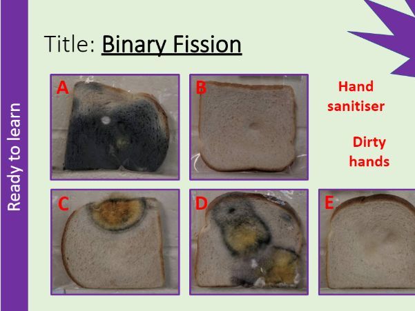 Binary Fission - Whole Lesson AQA GCSE