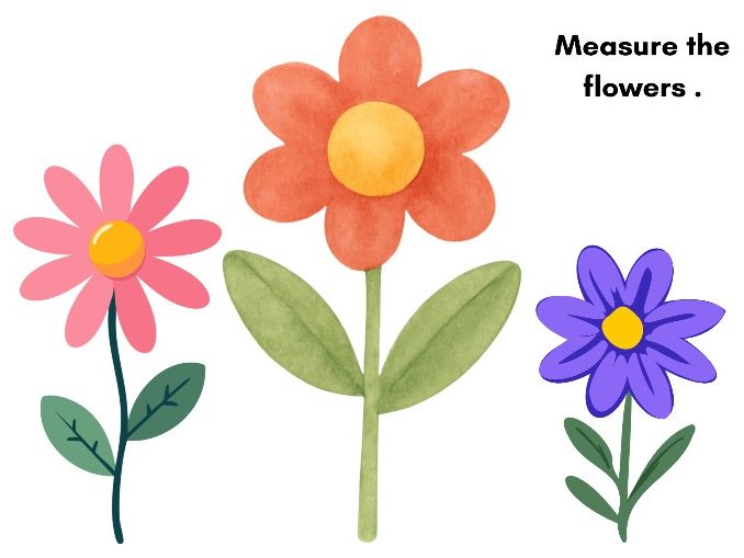 Measure the Flowers Using Non-Standard Units – EYFS Maths Activity