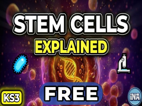Stem Cells in Animals - FREE KS3 Biology Worksheet