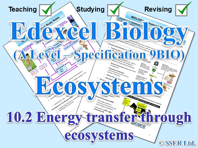 BIOA_EDX Topic Notes: 10.2 Energy transfer through ecosystems