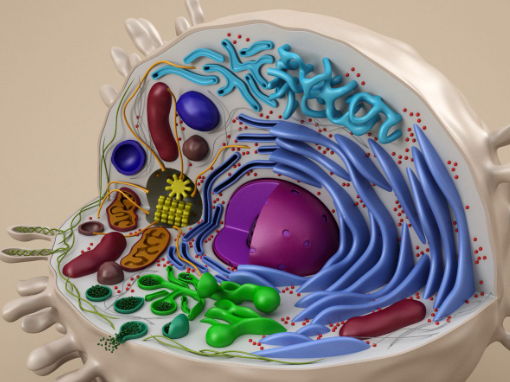 Cell Biology (Organelles) : A-Level Biology
