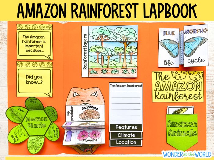 Amazon rainforest foldout lapbook project - food chain, layers, features, plants and animals