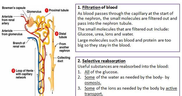 The kidney and selective reabsorption AQA B3