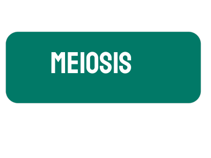 AP Biology Unit 5: Meiosis