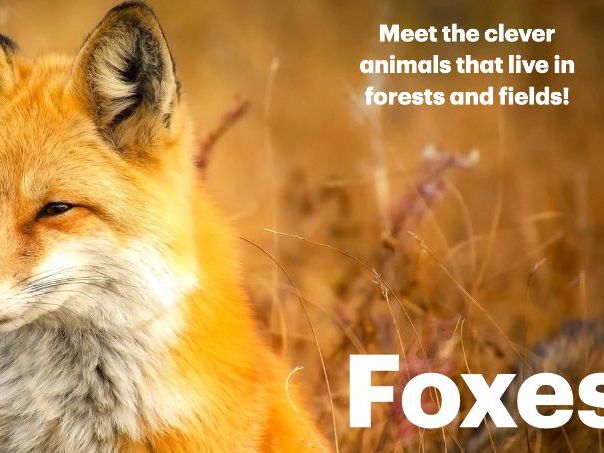 Foxes: Animated Keynote/PPT Presentation, Colorful Science