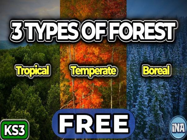 The Forests of the World - FREE KS3 Geography Worksheet