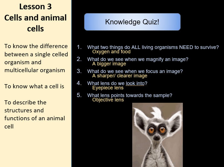Springboard B1 Cells (Lesson 3)