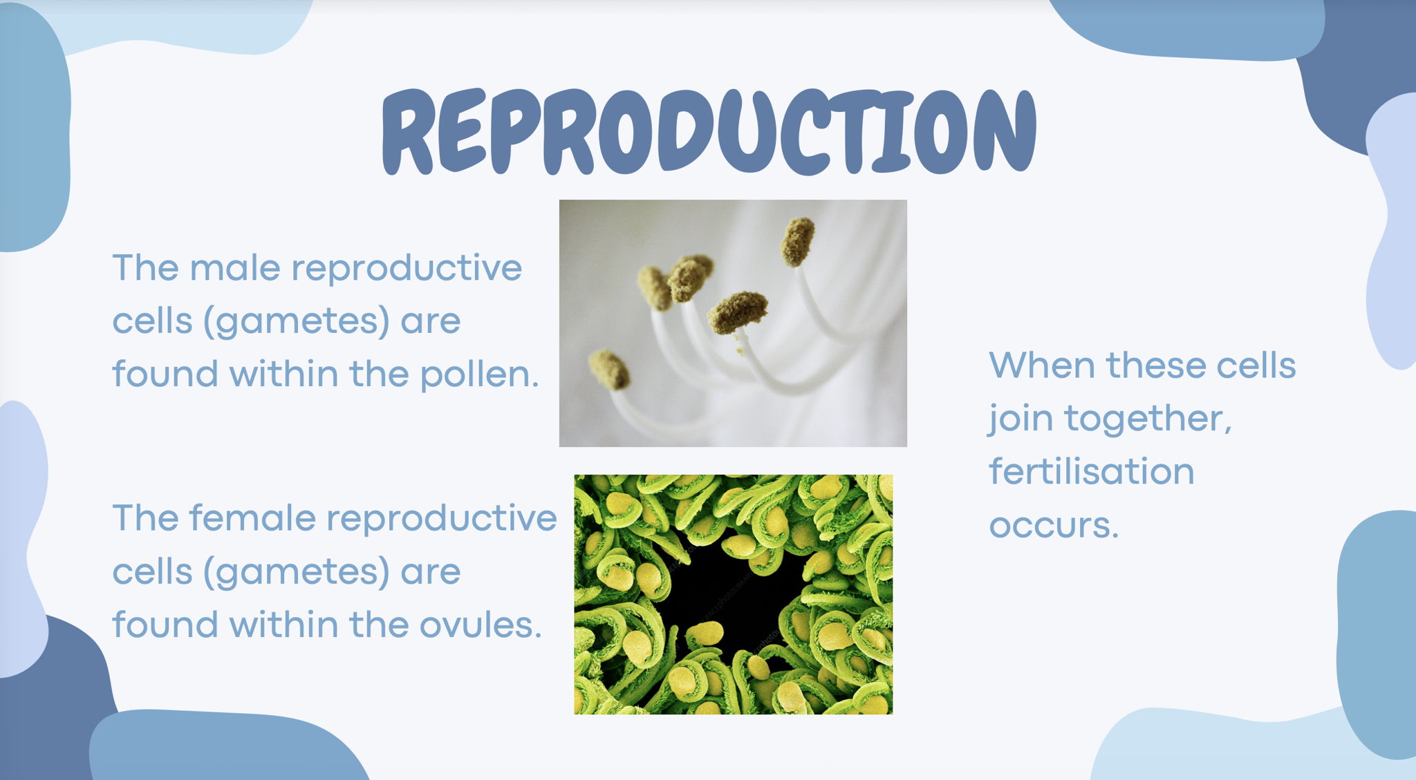 KS3 Plants Revision Pack