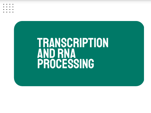 AP Biology Unit 6: Transcription and RNA Processing
