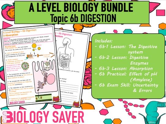 A Level Bio Revision Mats - 6b Digestion