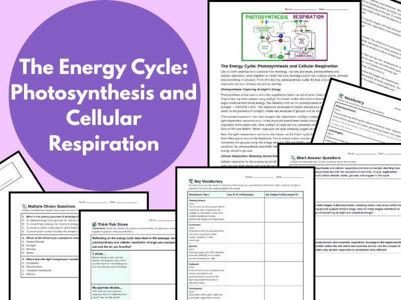 The Energy Cycle: Photosynthesis and Cellular Respiration