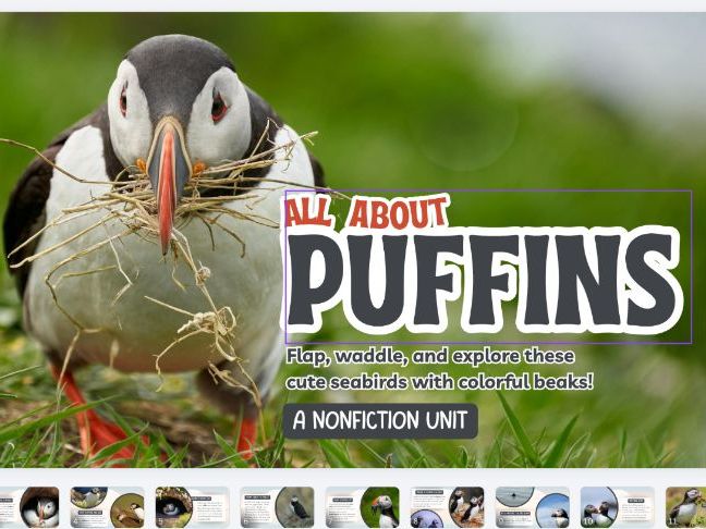 All About Puffin – Nonfiction PowerPoint.