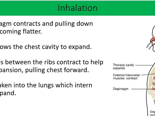 KS3 Breathing