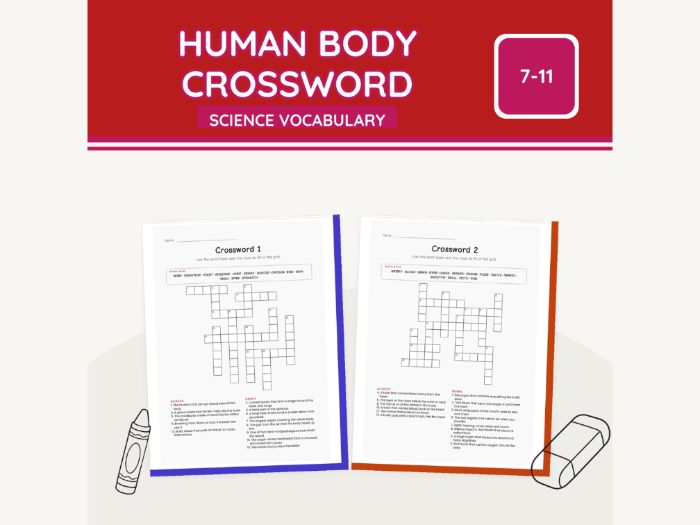 Human Body Crossword KS2 Science | 9 Sheets