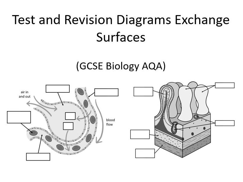 Diagrams Exchange Surfaces GCSE (AQA) Teaching Resources
