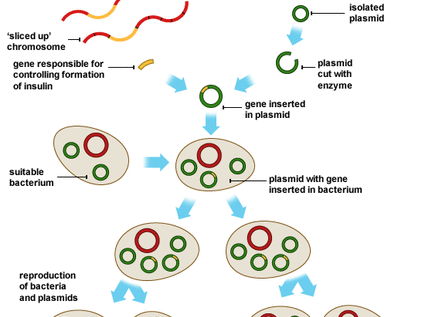 A Level Biology - Principles of genetic technology