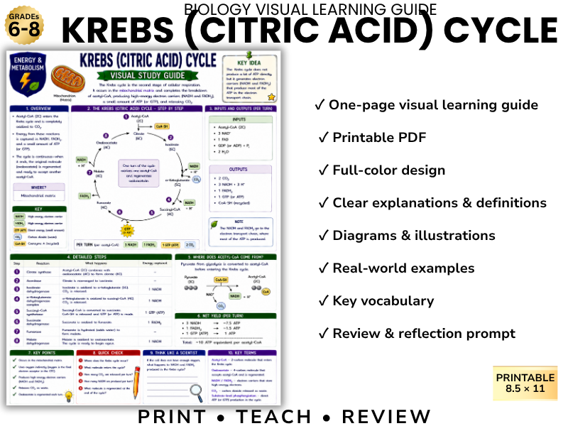KREBS (CITRIC ACID) CYCLE | Biology Visual Learning Guide | Grade 8 & Middle School Science