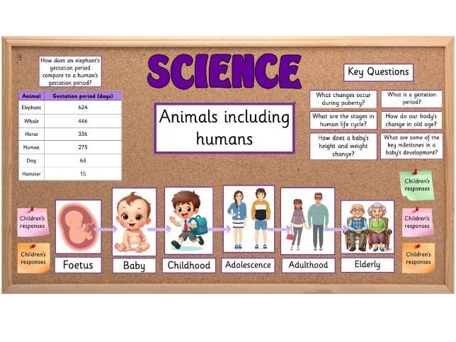 Animals including Humans Year 5 Science Display